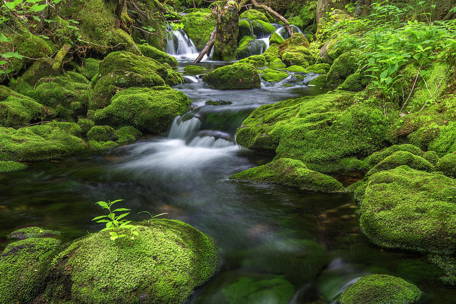 Mossy Fall 5 Photograph By Chris Whiton - Fine Art America