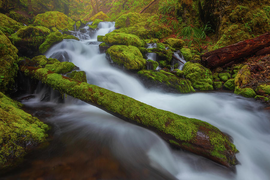 Mossy Flow Photograph by Darren White