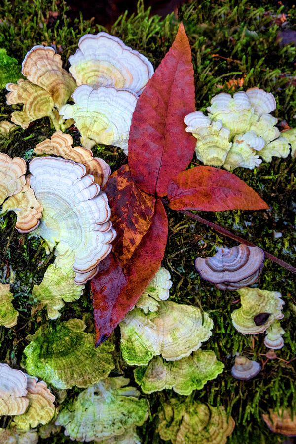 Mossy Forest Beauty Photograph by Debra and Dave Vanderlaan