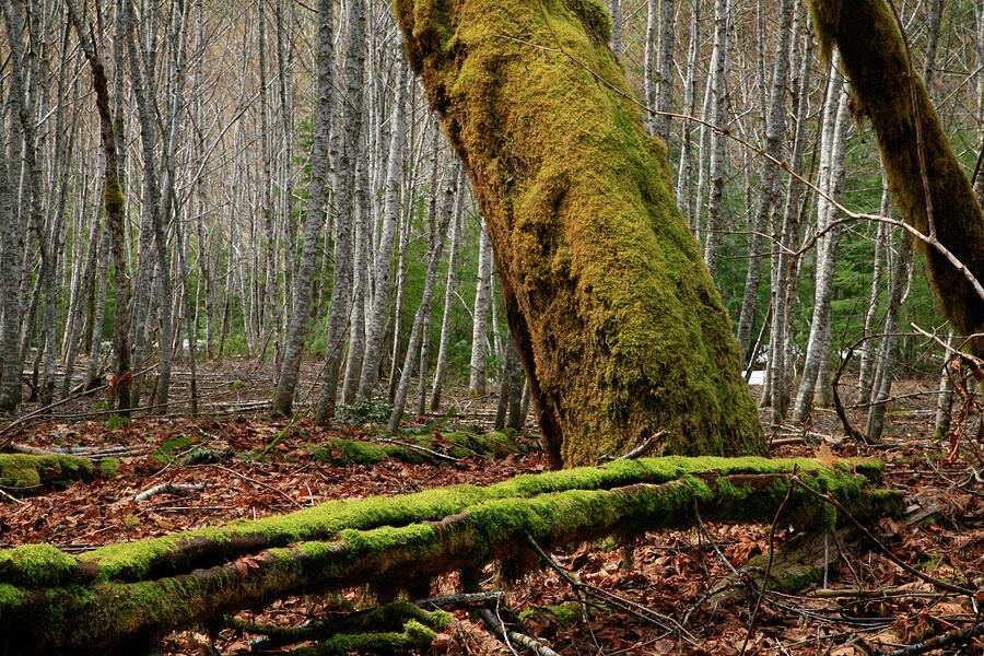 Mossy Forest Grove Photograph by Rich Collins