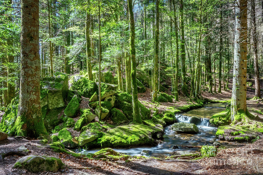Mossy forest stream Photograph by Delphimages Photo Creations