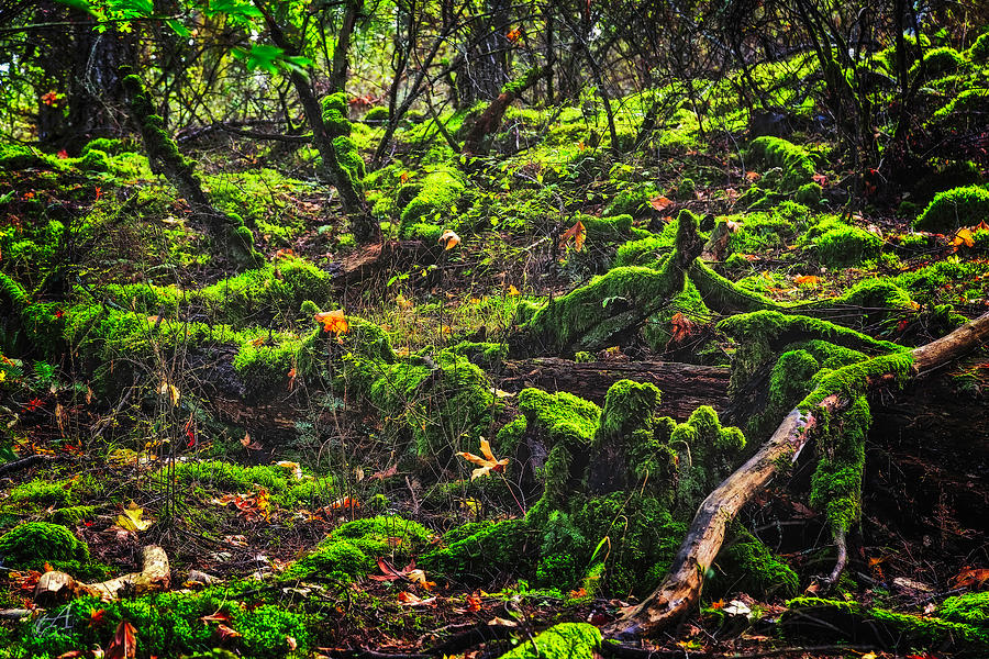 Mossy Forest Photograph by Thomas Ashcraft