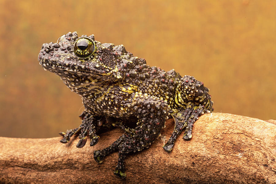 Mossy Frog Profile Photograph by Lindley Johnson