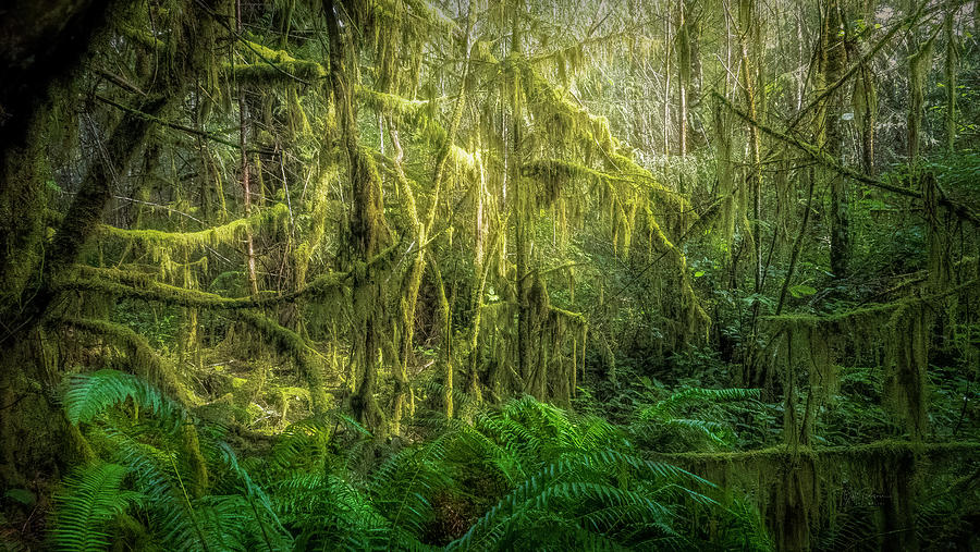 Mossy Hike Photograph by Bill Posner