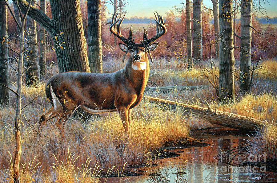 Mossy Horns Whitetail Deer Painting by Cynthie Fisher