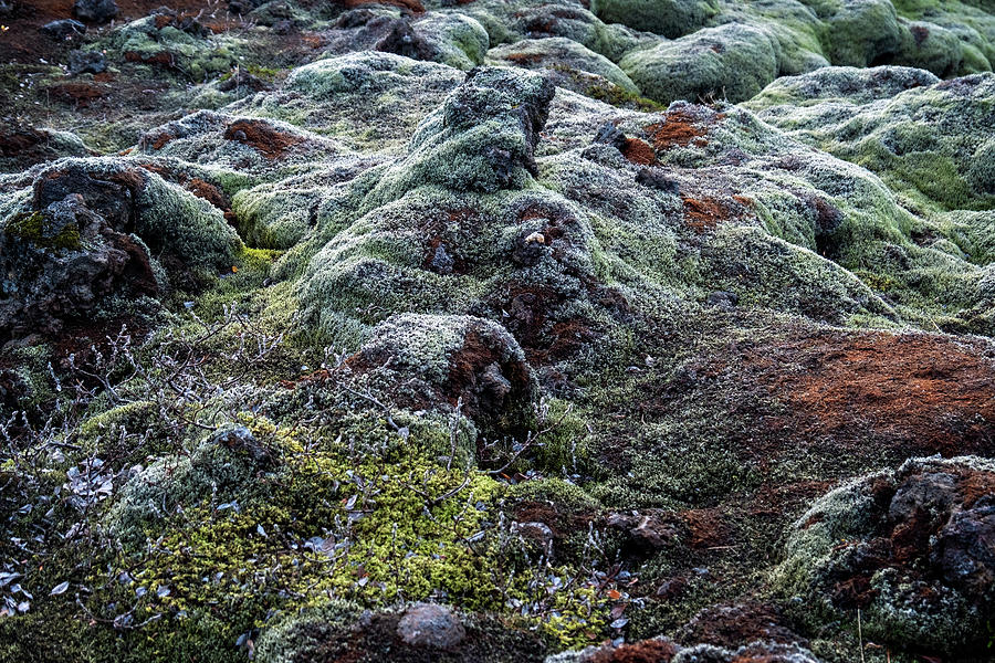 Mossy Lave Field Iceland Photograph by Catherine Reading