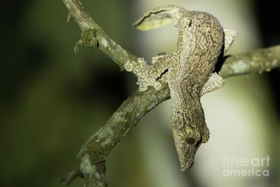Uroplatus Sikorae Photograph - Mossy Leaf-Tailed Gecko by Eva Lechner