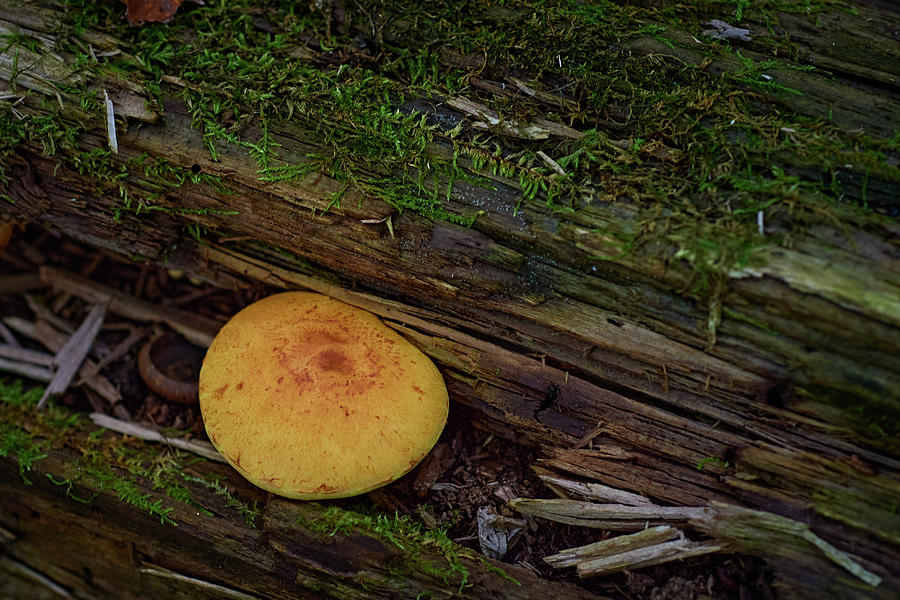 Mossy Log Mushroom Photograph by Paul Freidlund