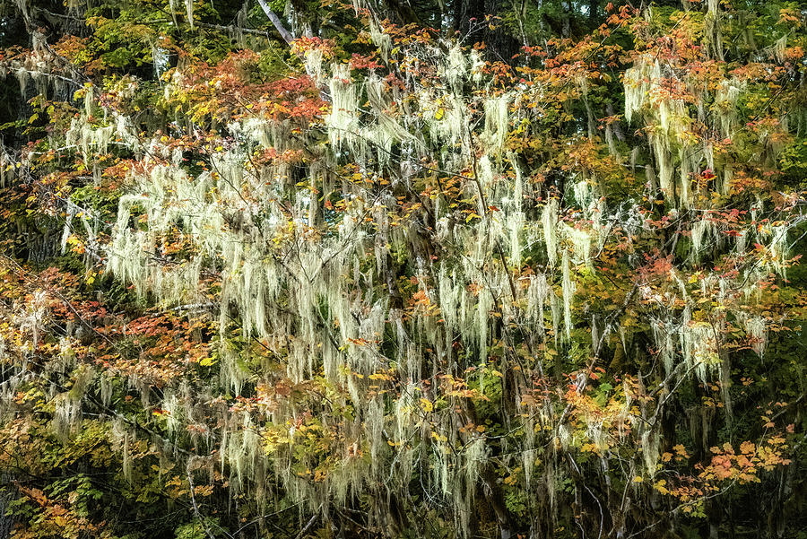Mossy Maple Photograph by Larry Buckley