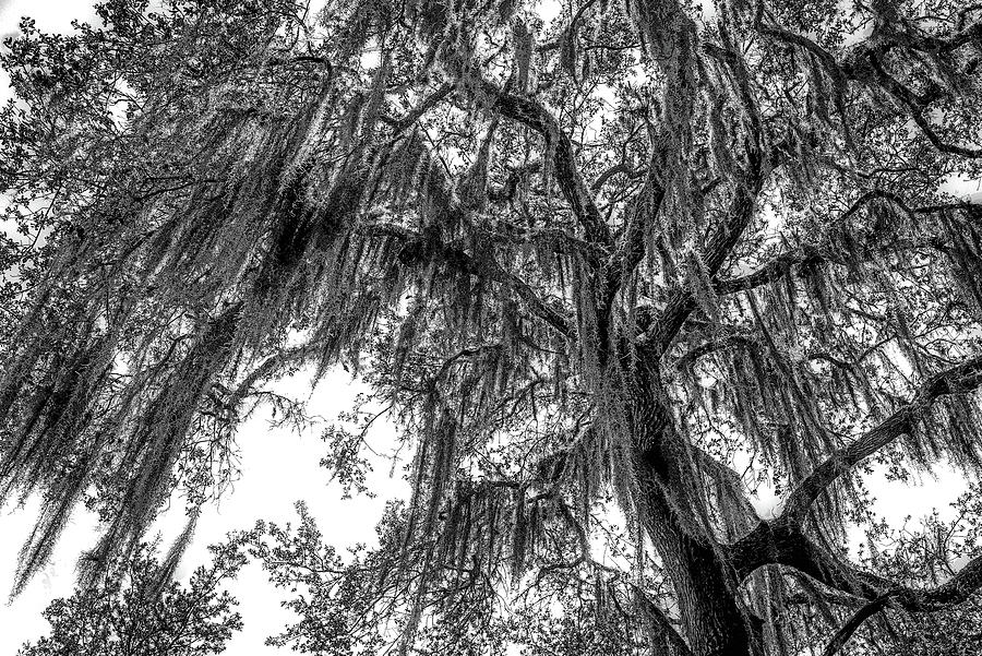 Mossy Oak  Photograph by Debra Kewley