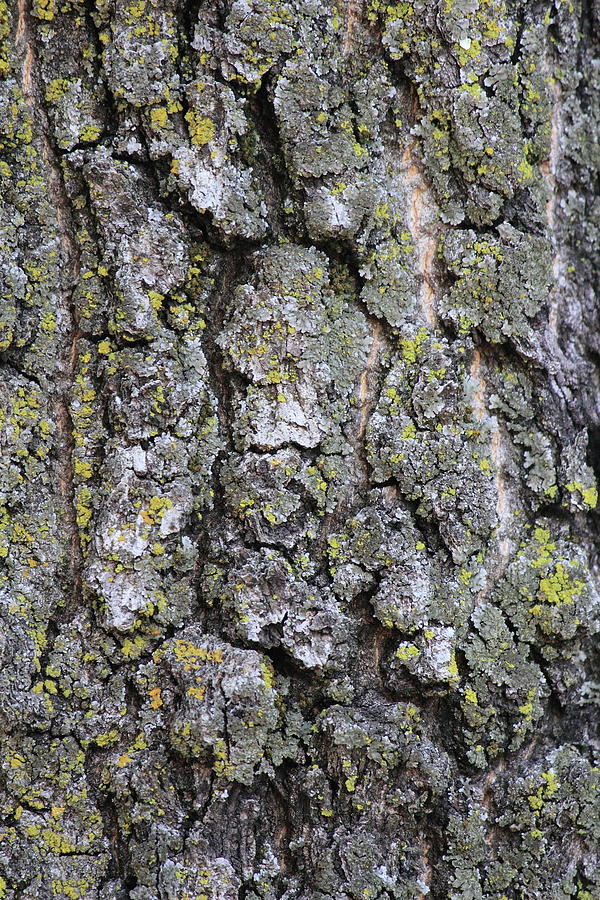 Mossy Oak Photograph by Jonny Malloy - Fine Art America