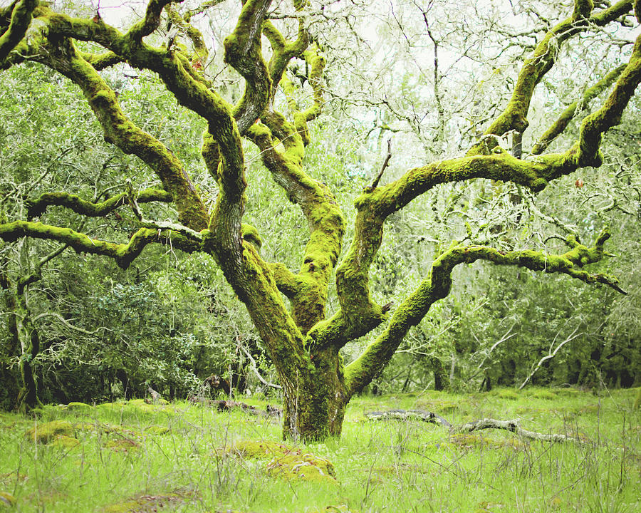 Mossy Oak Photograph by Lupen Grainne