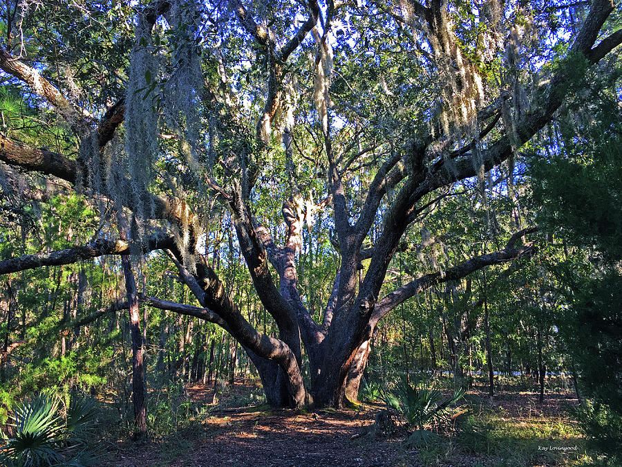 Mossy Oak Tree Photograph by Kay Lovingood | Fine Art America