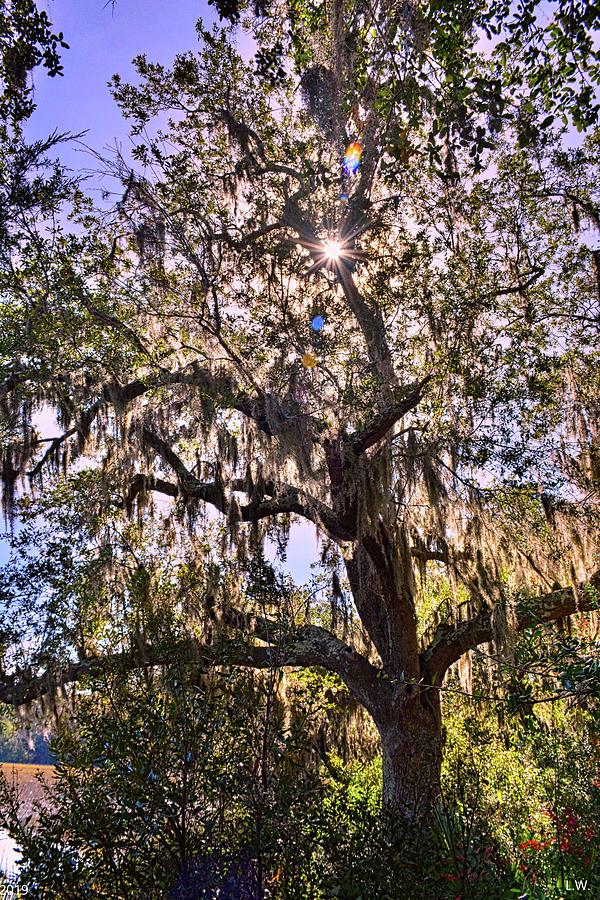 Mossy Oak Tree Photograph by Lisa Wooten