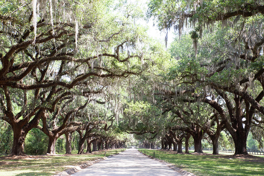 Mossy Oak Tree