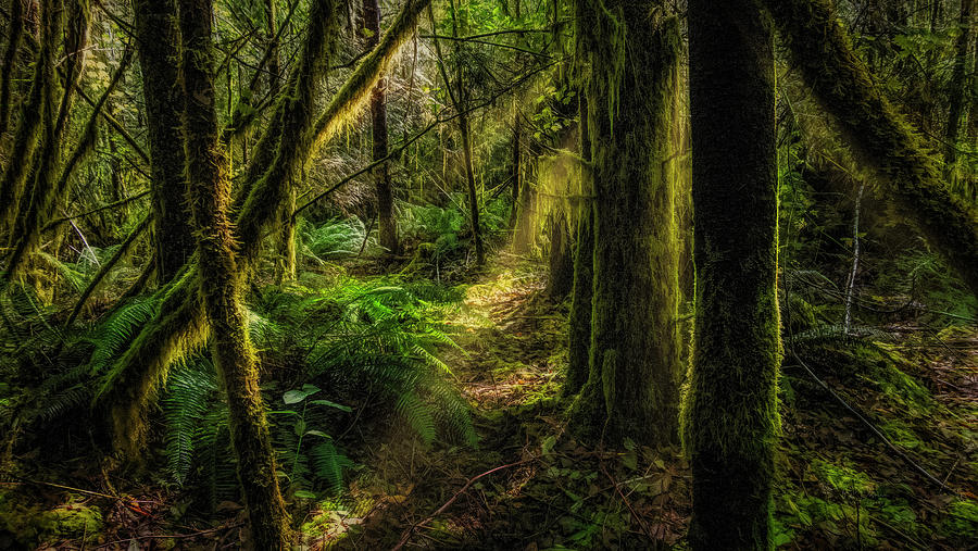 Mossy Path Photograph by Bill Posner