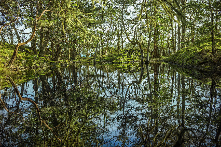 Mossy Pond Reflection Photograph by Naomi Maya