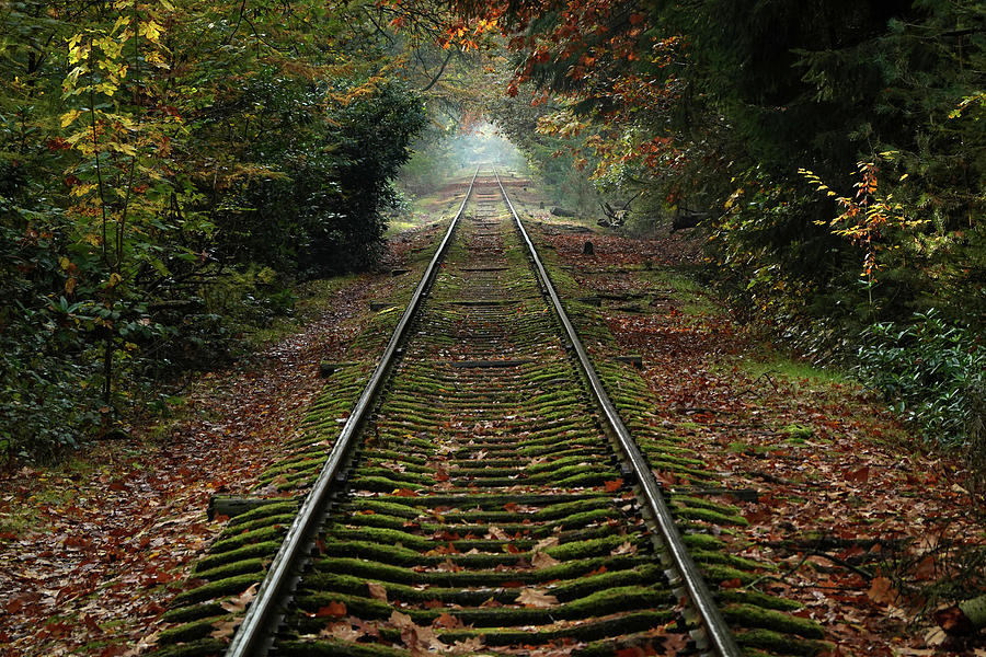Fall Pyrography - Mossy railroad track by Erik Tanghe