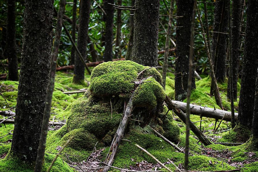 Mossy Rock Photograph by Evan Foster