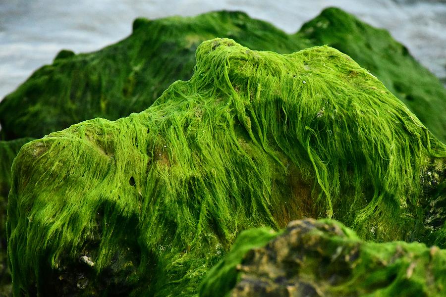 Mossy Rock on the Beach Photograph by Christopher Mercer