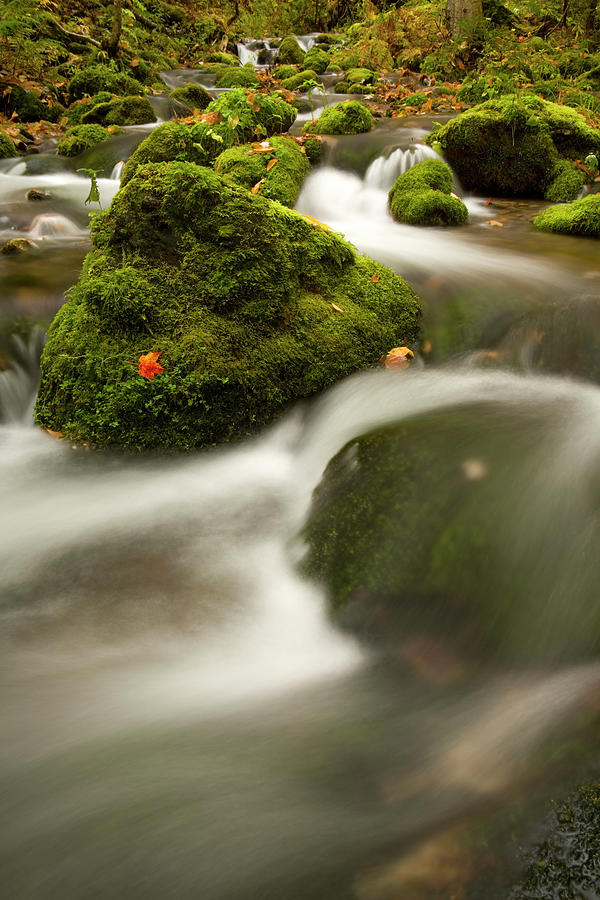 Mossy rocks and white water in Fall along Lavis Brook Photograph by Irwin Barrett