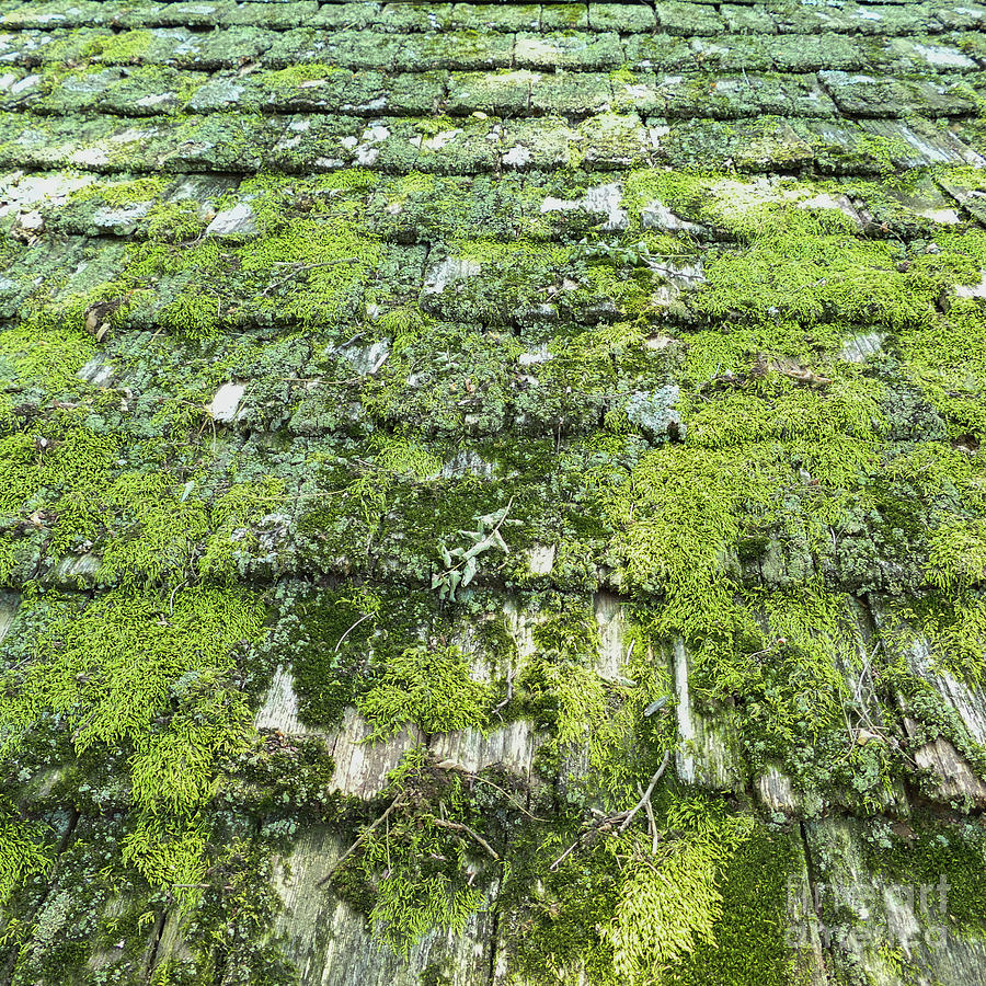 Mossy Roof Photograph by Bentley Davis