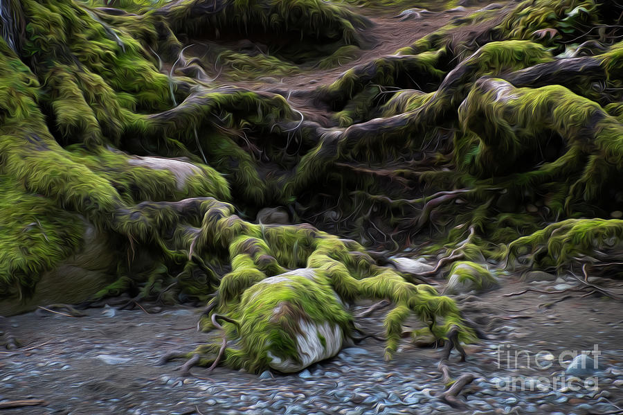 Mossy Roots 2 Photograph by Bob Christopher
