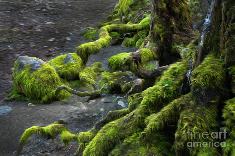 Mossy Roots Photograph by Bob Christopher