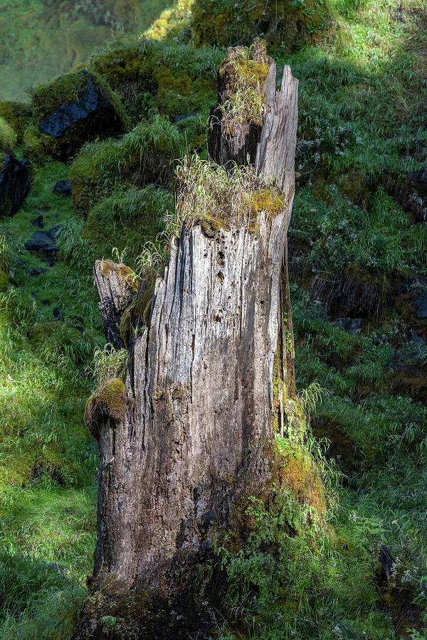 Mossy Stump Photograph by John DeJarnatt | Fine Art America