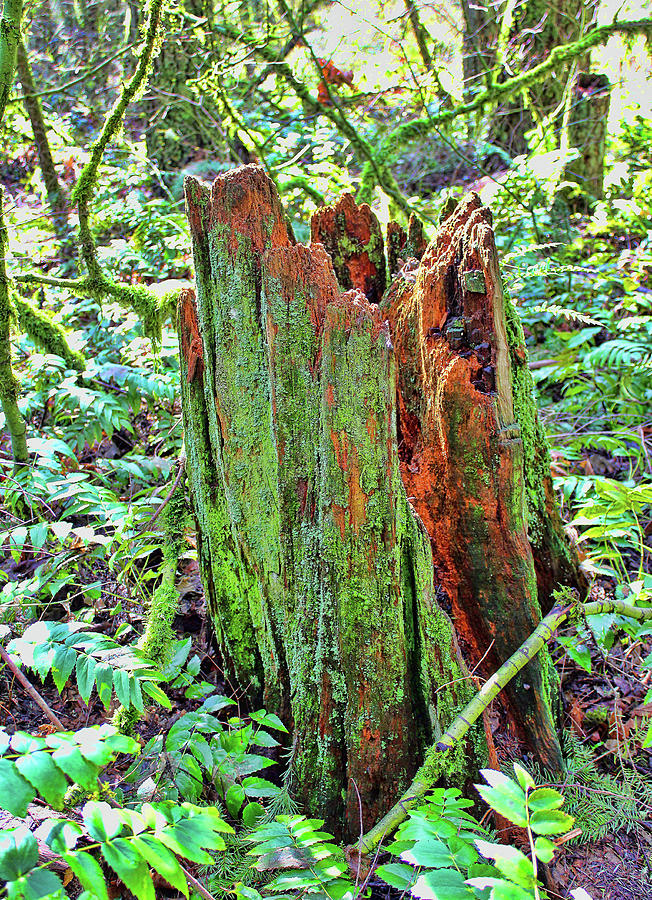 Mossy Stump Photograph by Lorraine Baum