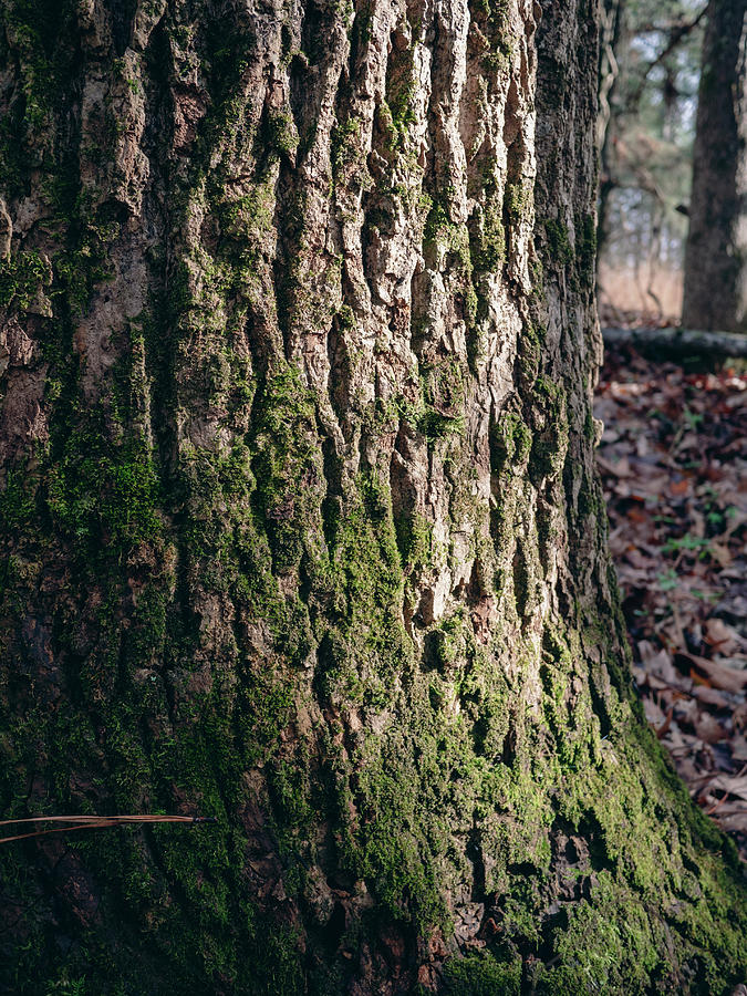 Winter Photograph - Mossy Tree by Katlyn Reynolds