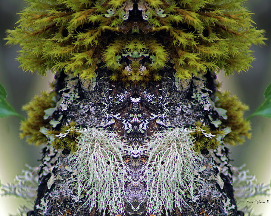 Mossy Tree Spirits Photograph by Ben Upham III