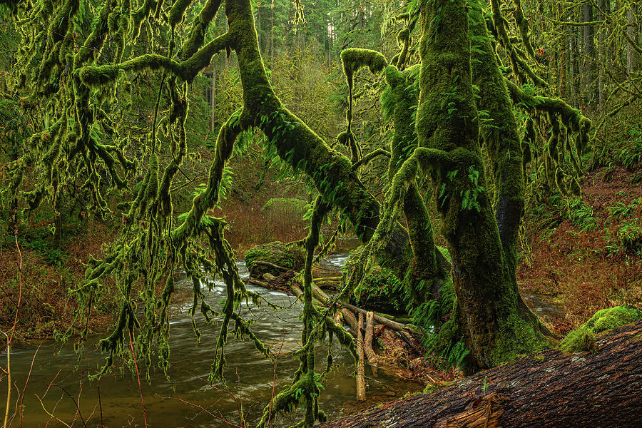 Mossy tree Photograph by Ulrich Burkhalter