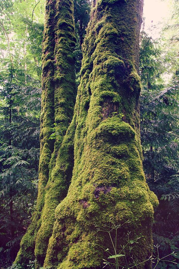 Mossy Tree Photograph by Van Thi Diep Mossy Tree Photograph by Van Thi Diep