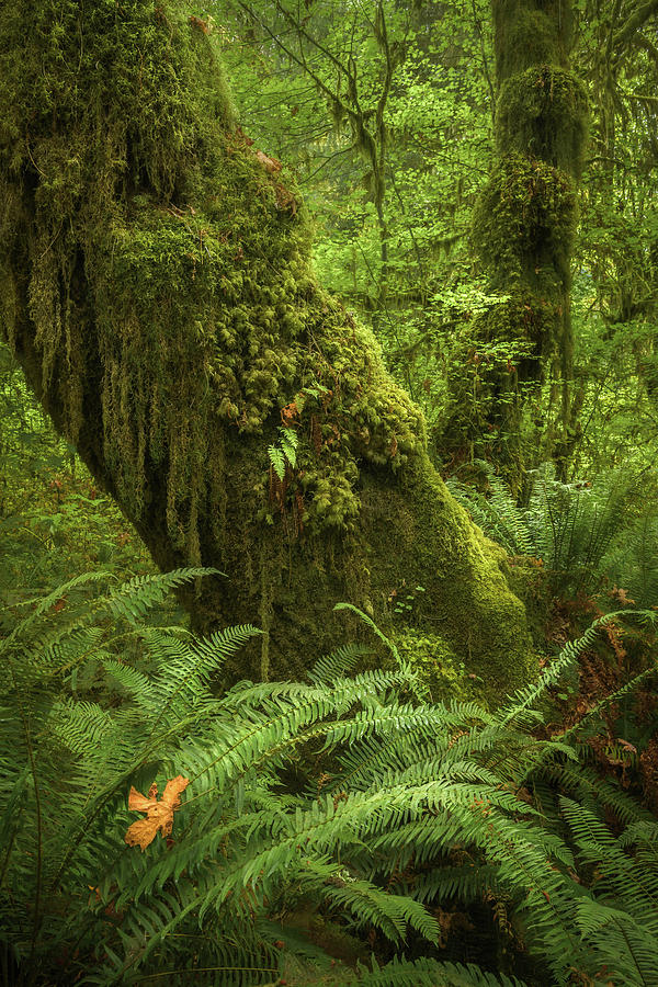 Mossy Trees and Ferns, Hoh Rainforest Photograph by Alexander Kunz