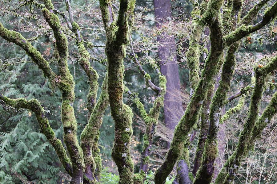 Mossy Trees In Portland Photograph