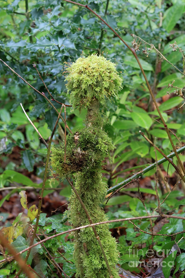 Mossy Trunk Photograph