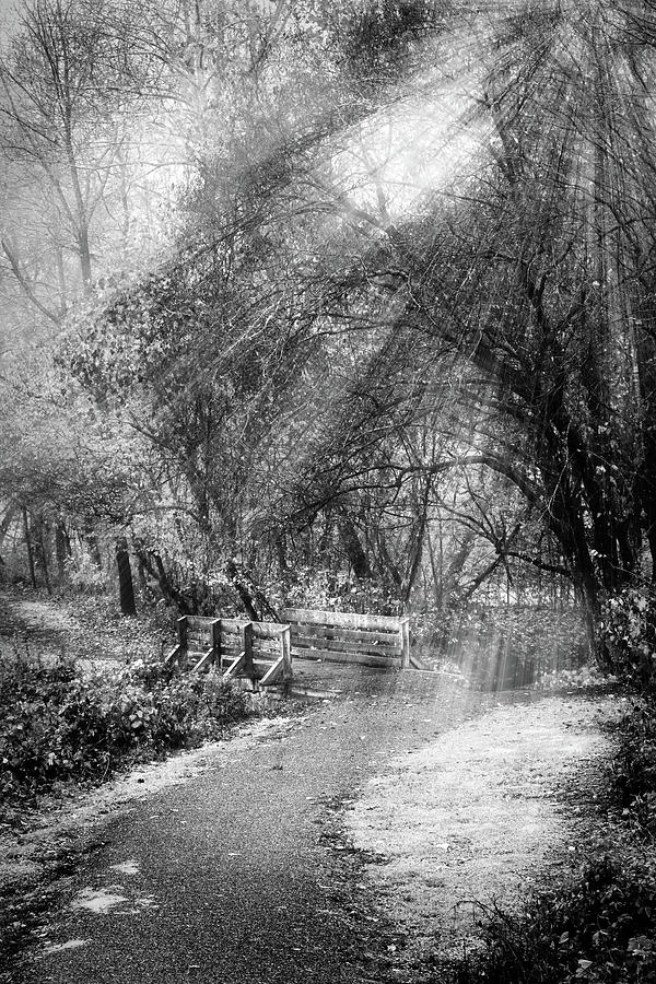Mossy Walk in the Mist Black and White Photograph by Debra and Dave Vanderlaan