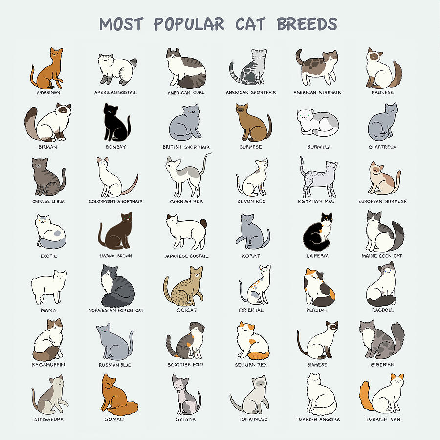 All Cat Breeds - All Types of Cats (78 Breeds)