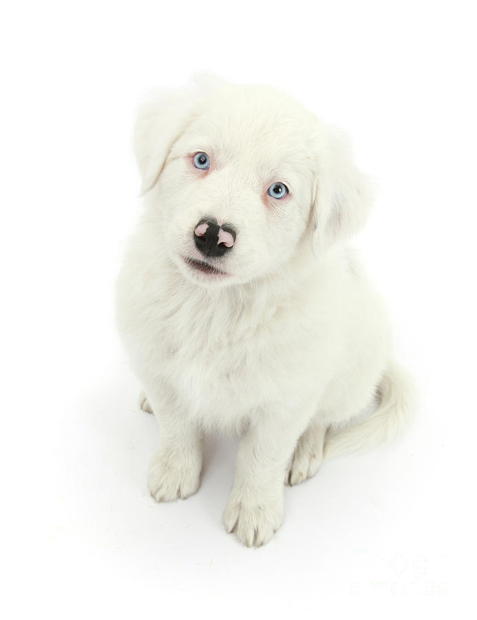 Mostly white Border Collie pup, sitting looking up Photograph by Warren Photographic