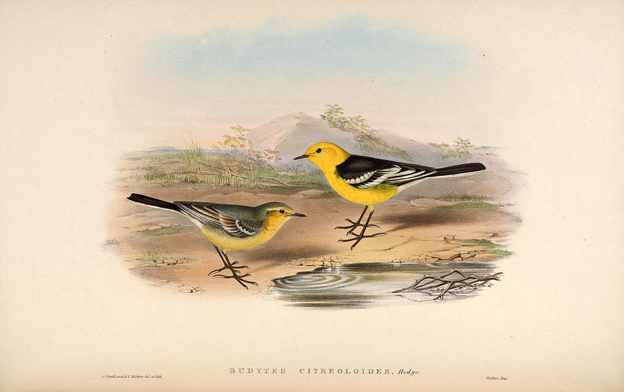 Motacilla citreola citreola Drawing by Henry Constantine Richter