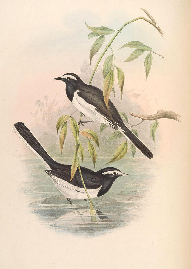 Motacilla maderaspatensis Drawing by John Gould and Henry Constantine Richter