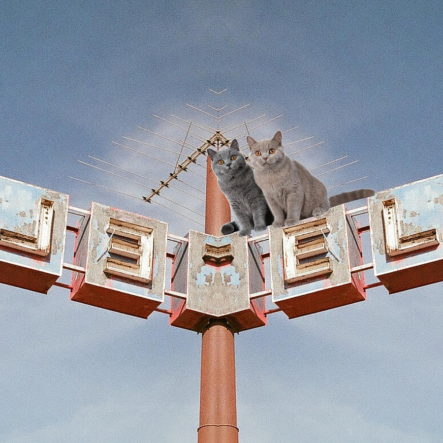 Motel Cats Digital Art