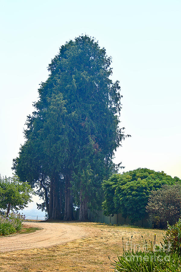 Tree Photograph - My Driveway  by Joy Watson