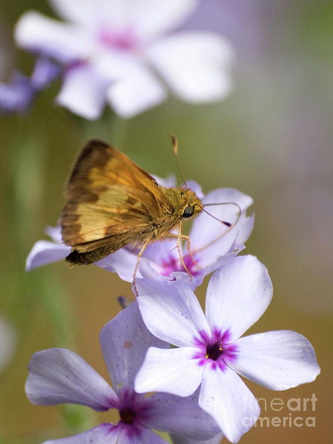 Moth And Chattahoochie Phlox 2 Photograph by Dorothy Lee