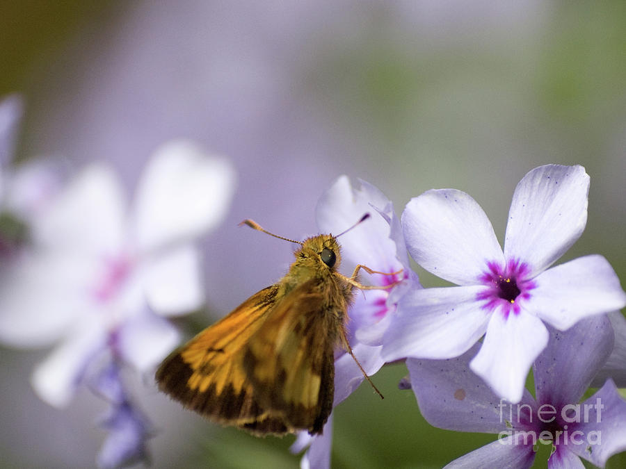 Moth And Chattahoochie Phlox 3 Photograph by Dorothy Lee