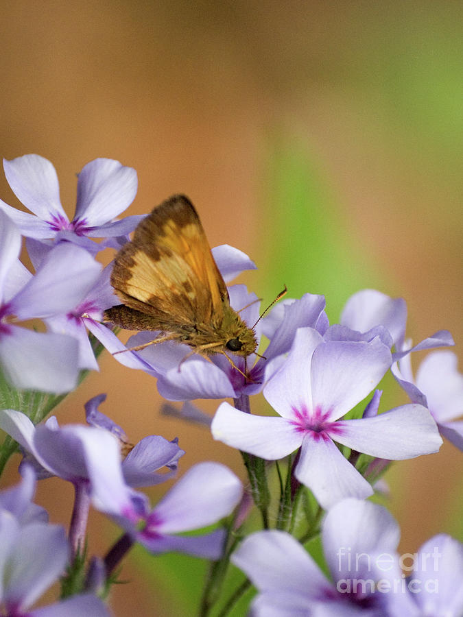 Moth And Chattahoochie Phlox Photograph by Dorothy Lee