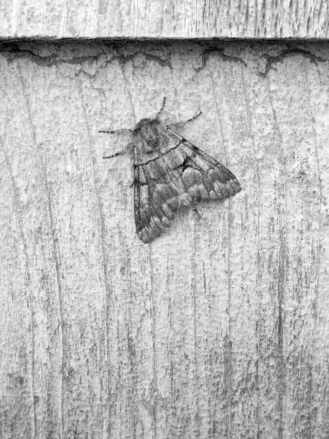 Moth Art Photograph By Katie Dobies - Pixels