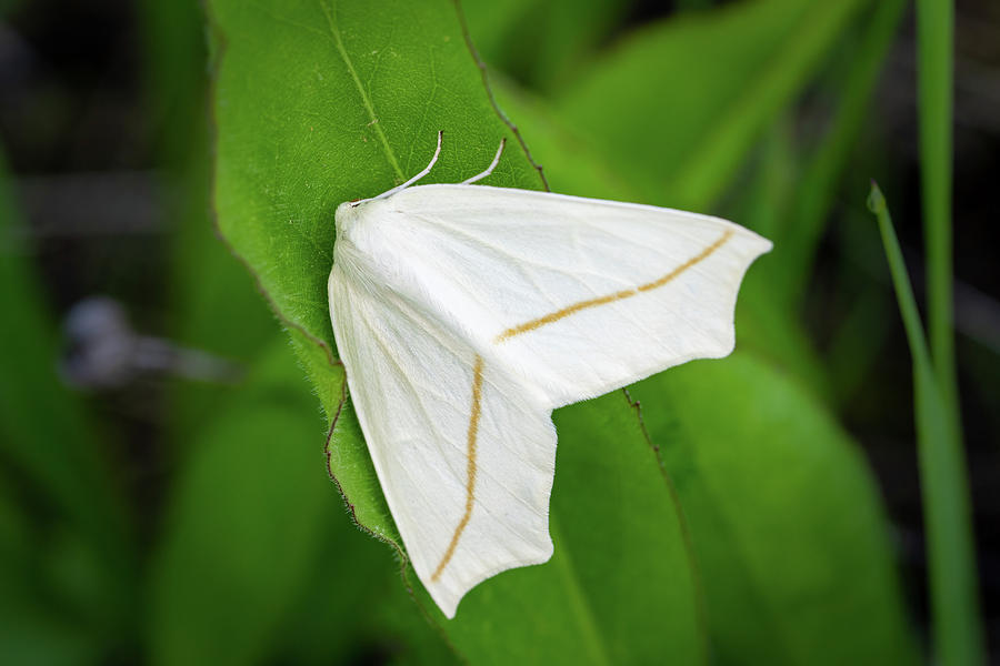 Moth Photograph by David Heilman