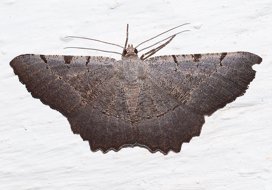 Moth (Gnopharmia stevenaria) Photograph by Valter Jacinto